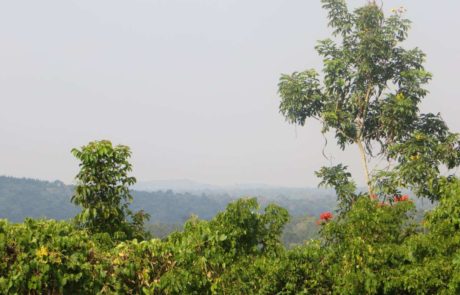 Flora & Fauna im Nationalpark im Südsudan